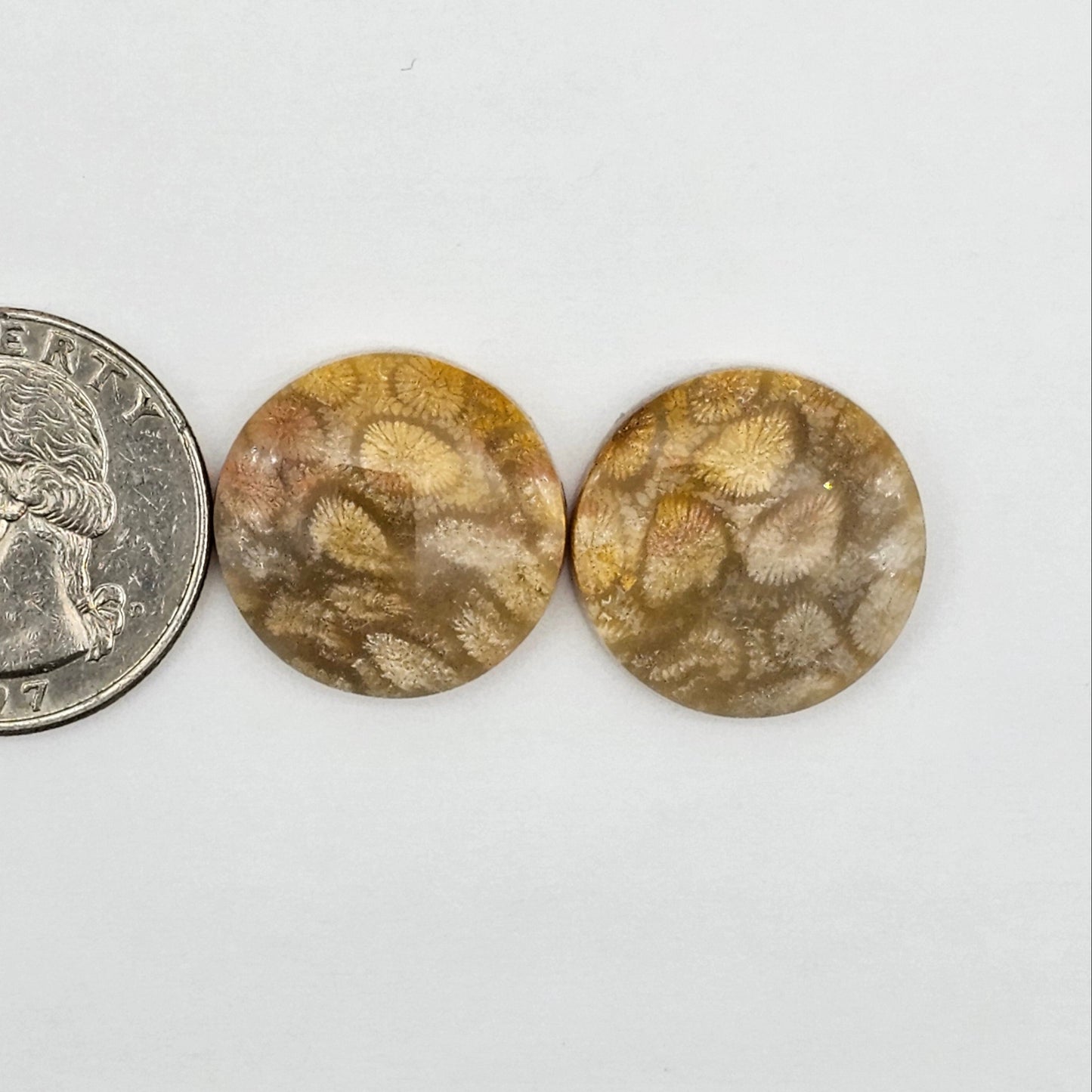 Fossilized Coral agate pair