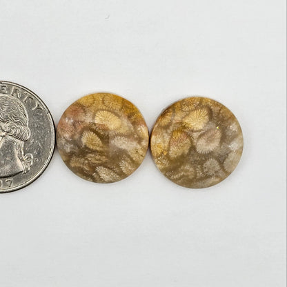 Fossilized Coral agate pair