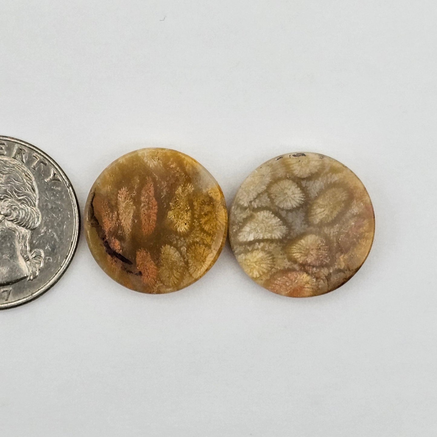 Fossilized Coral agate pair