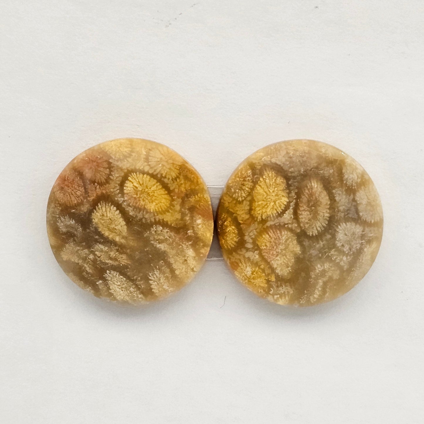 Fossilized Coral agate pair