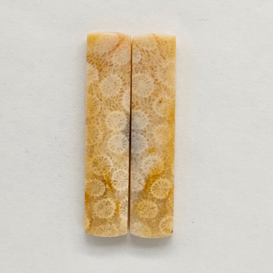 Fossilized Coral agate pair