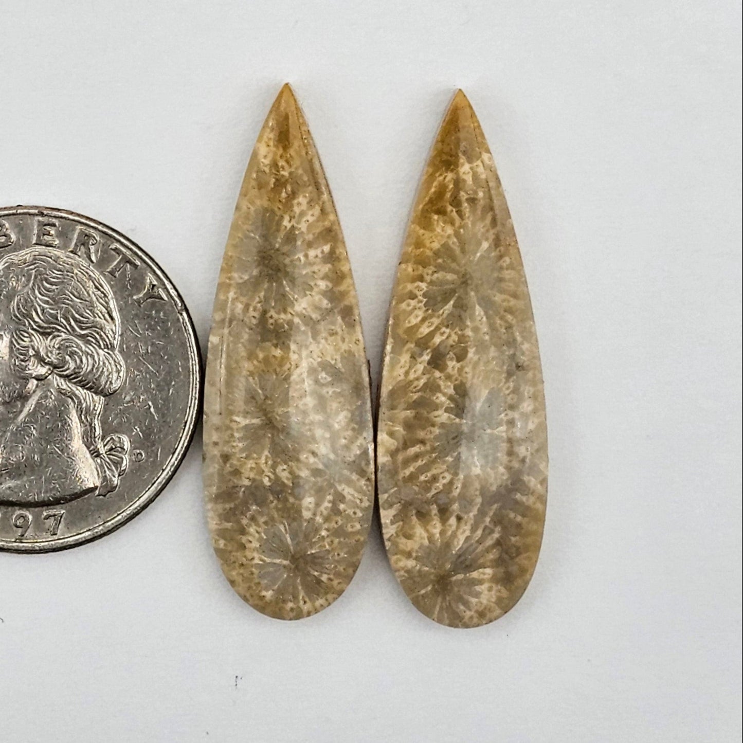 Fossilized Coral agate pair