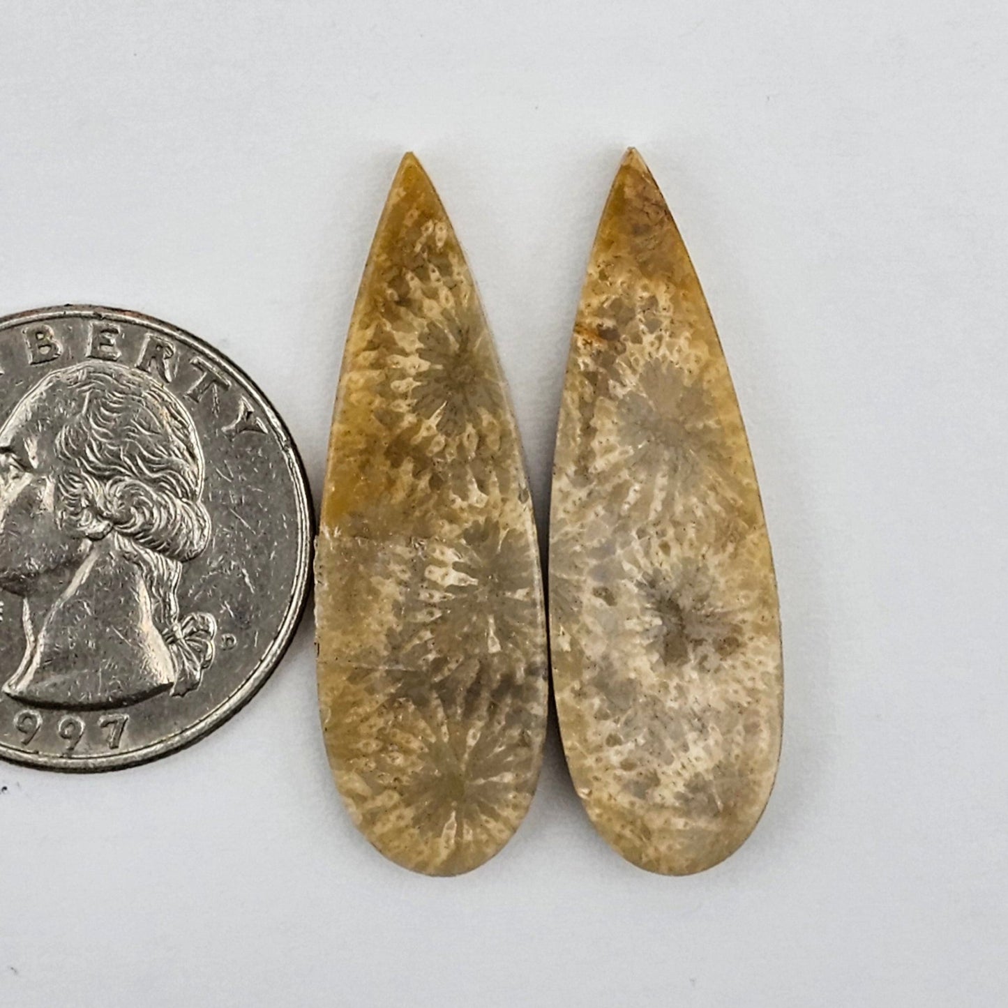 Fossilized Coral agate pair