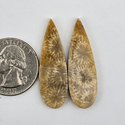 Fossilized Coral agate pair
