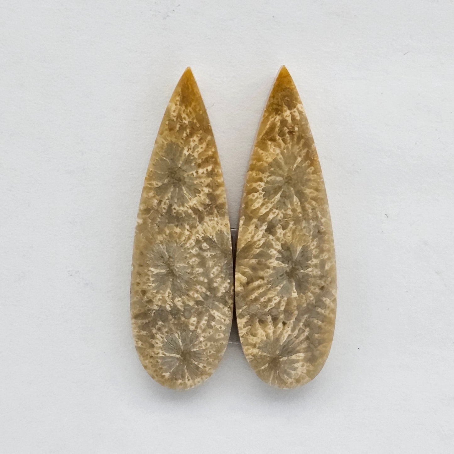 Fossilized Coral agate pair