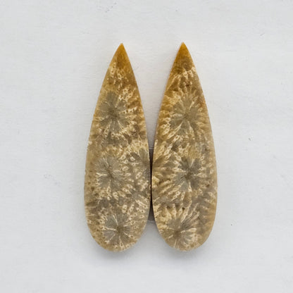 Fossilized Coral agate pair