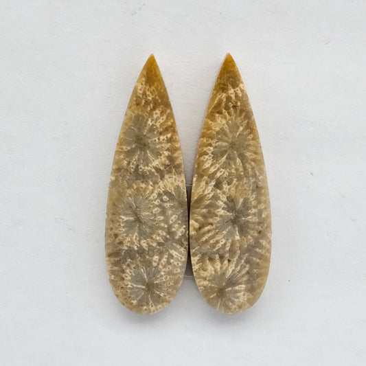 Fossilized Coral agate pair