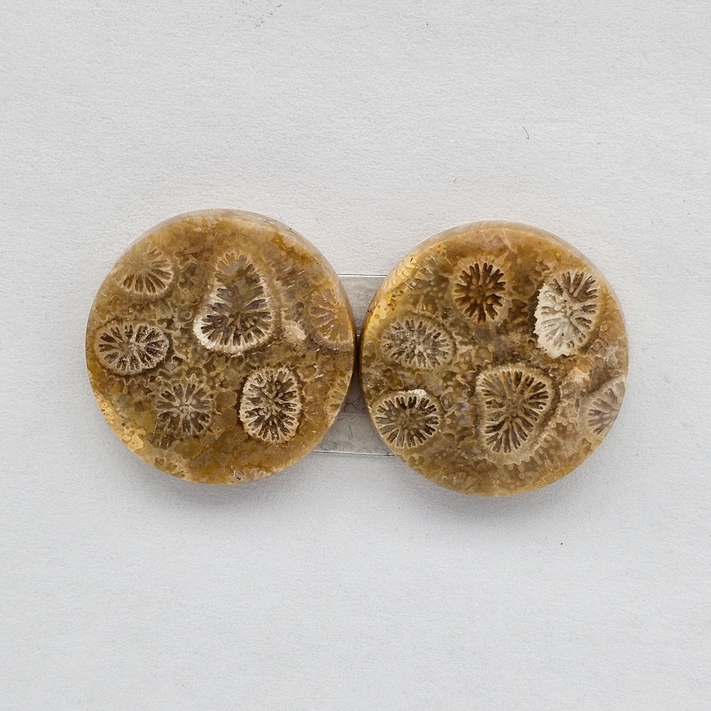 Fossilized Coral agate pair