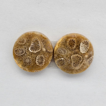 Fossilized Coral agate pair