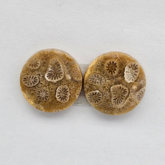 Fossilized Coral agate pair