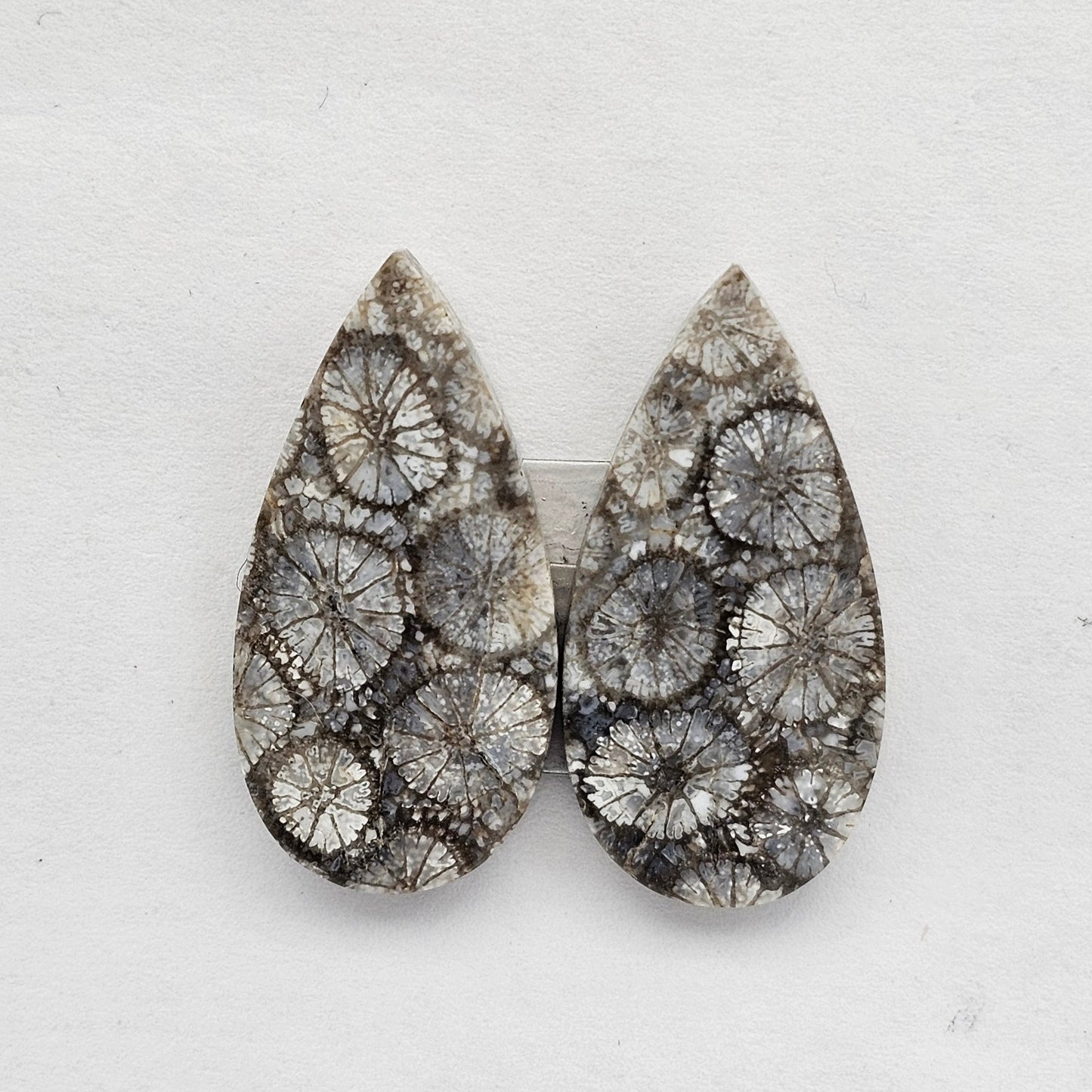 Fossilized Coral agate pair