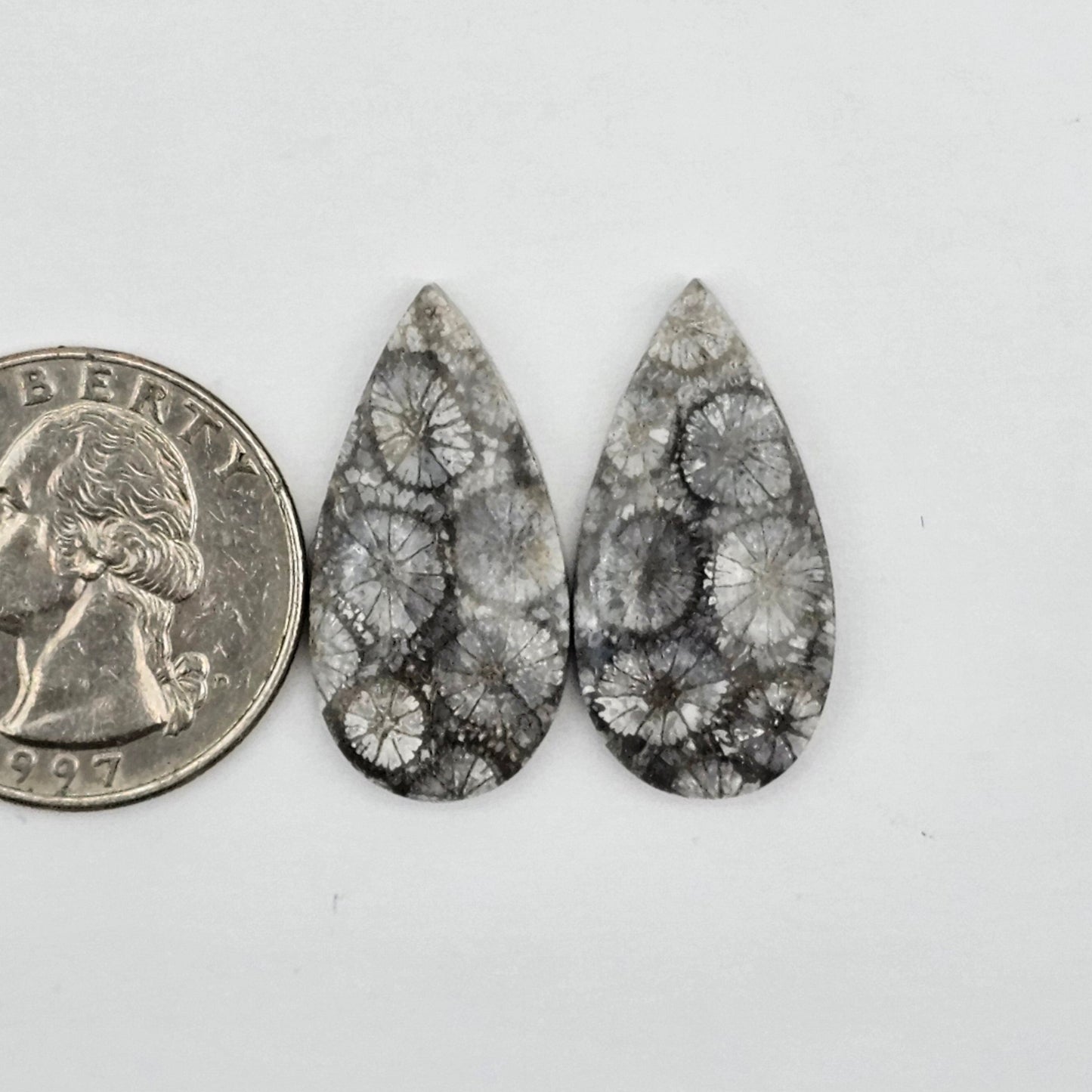 Fossilized Coral agate pair