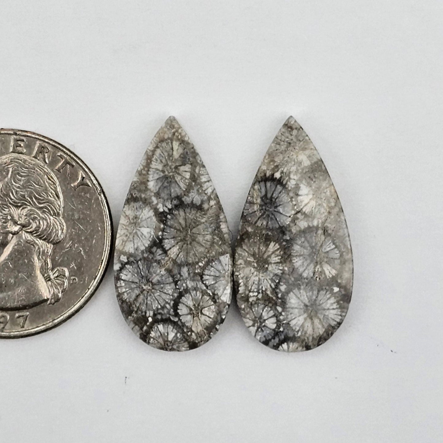 Fossilized Coral agate pair