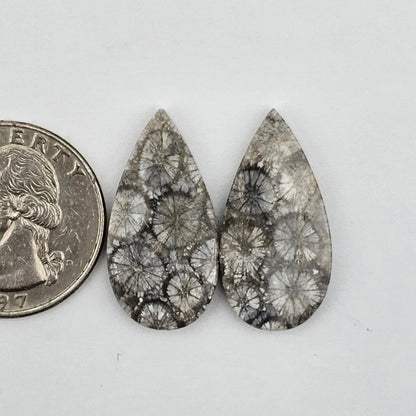 Fossilized Coral agate pair