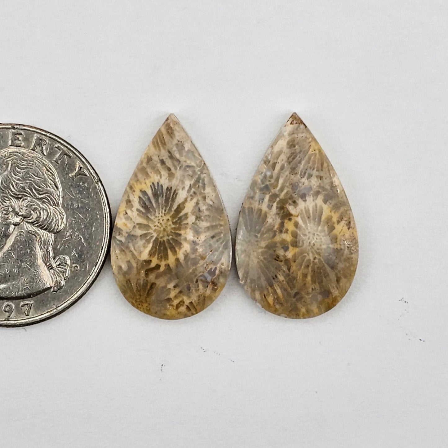 Fossilized Coral agate pair
