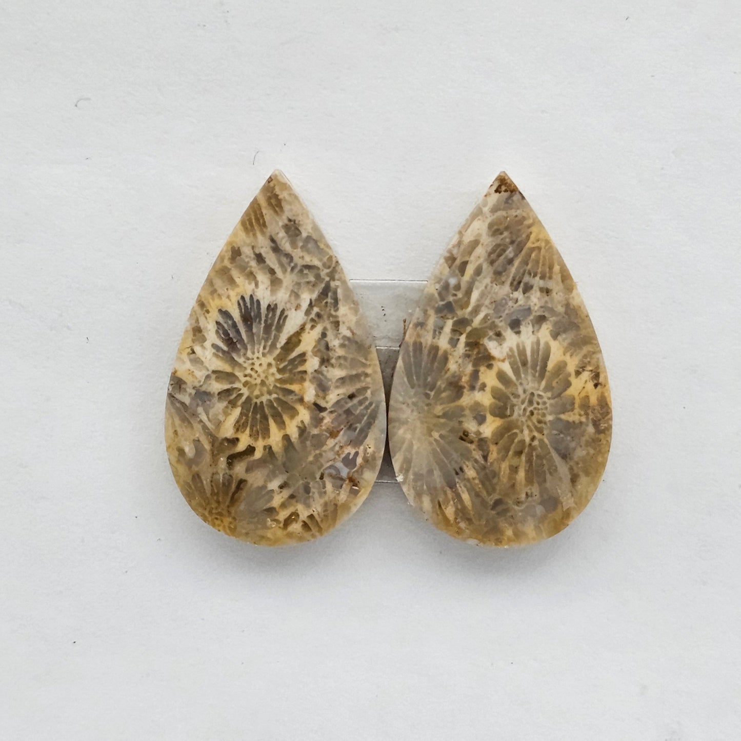 Fossilized Coral agate pair