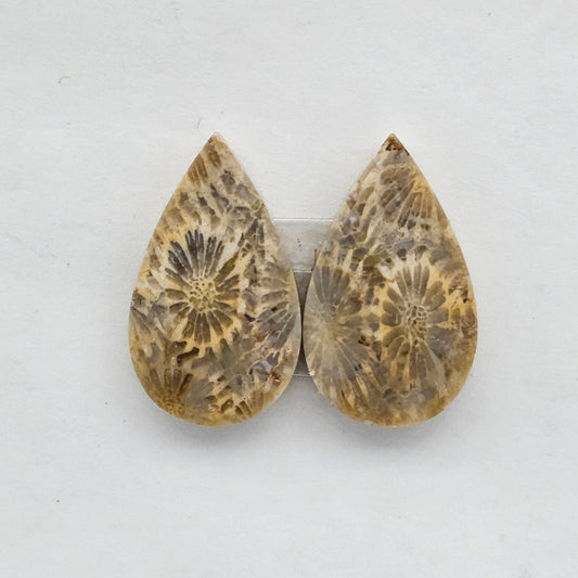 Fossilized Coral agate pair