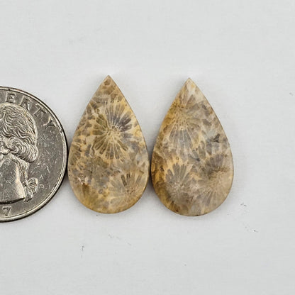 Fossilized Coral agate pair