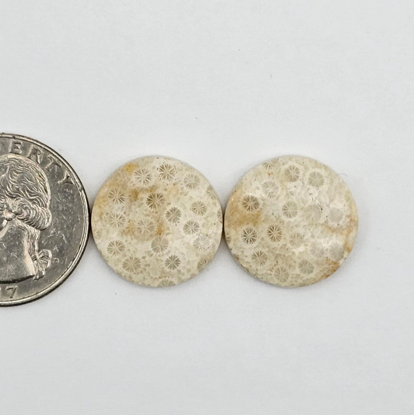Fossilized Coral agate pair