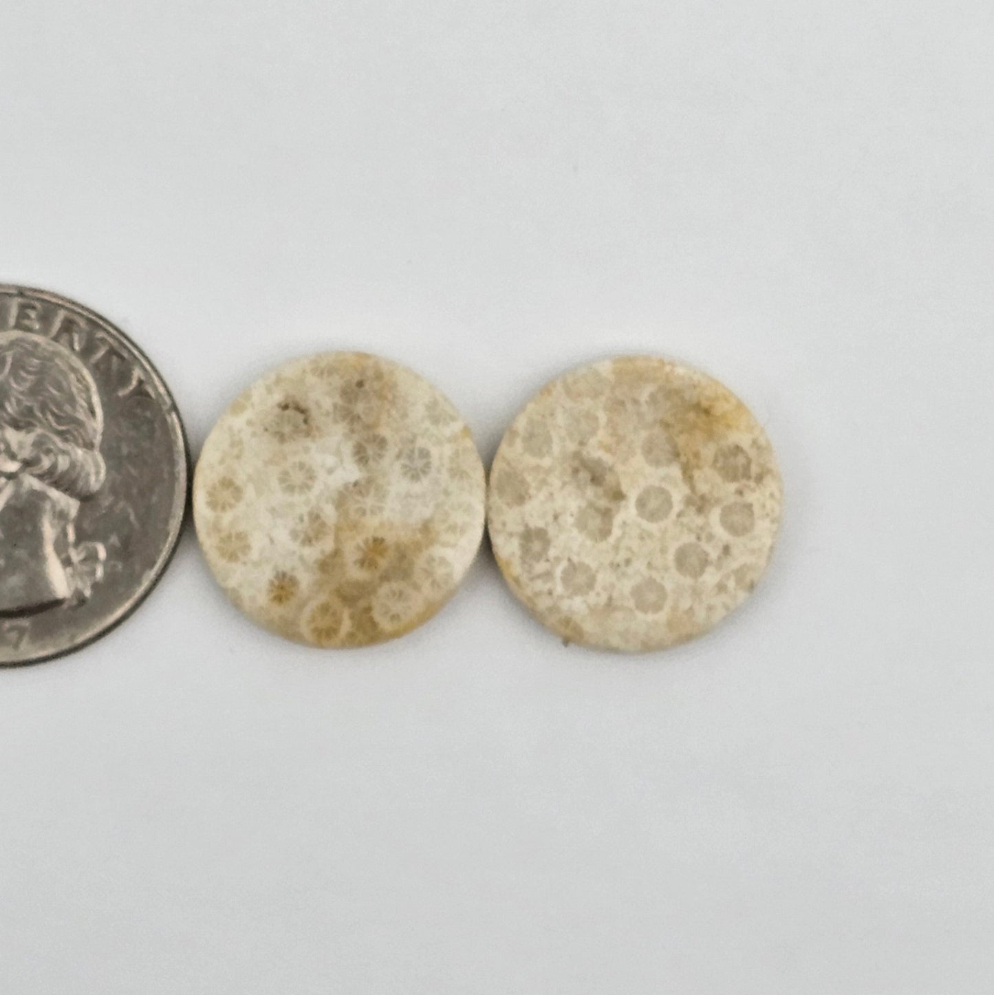 Fossilized Coral agate pair