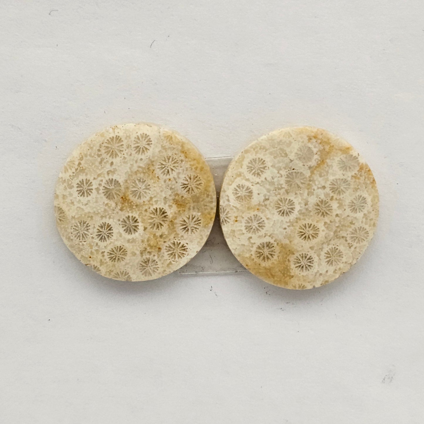 Fossilized Coral agate pair