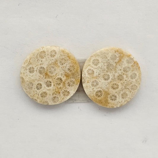 Fossilized Coral agate pair
