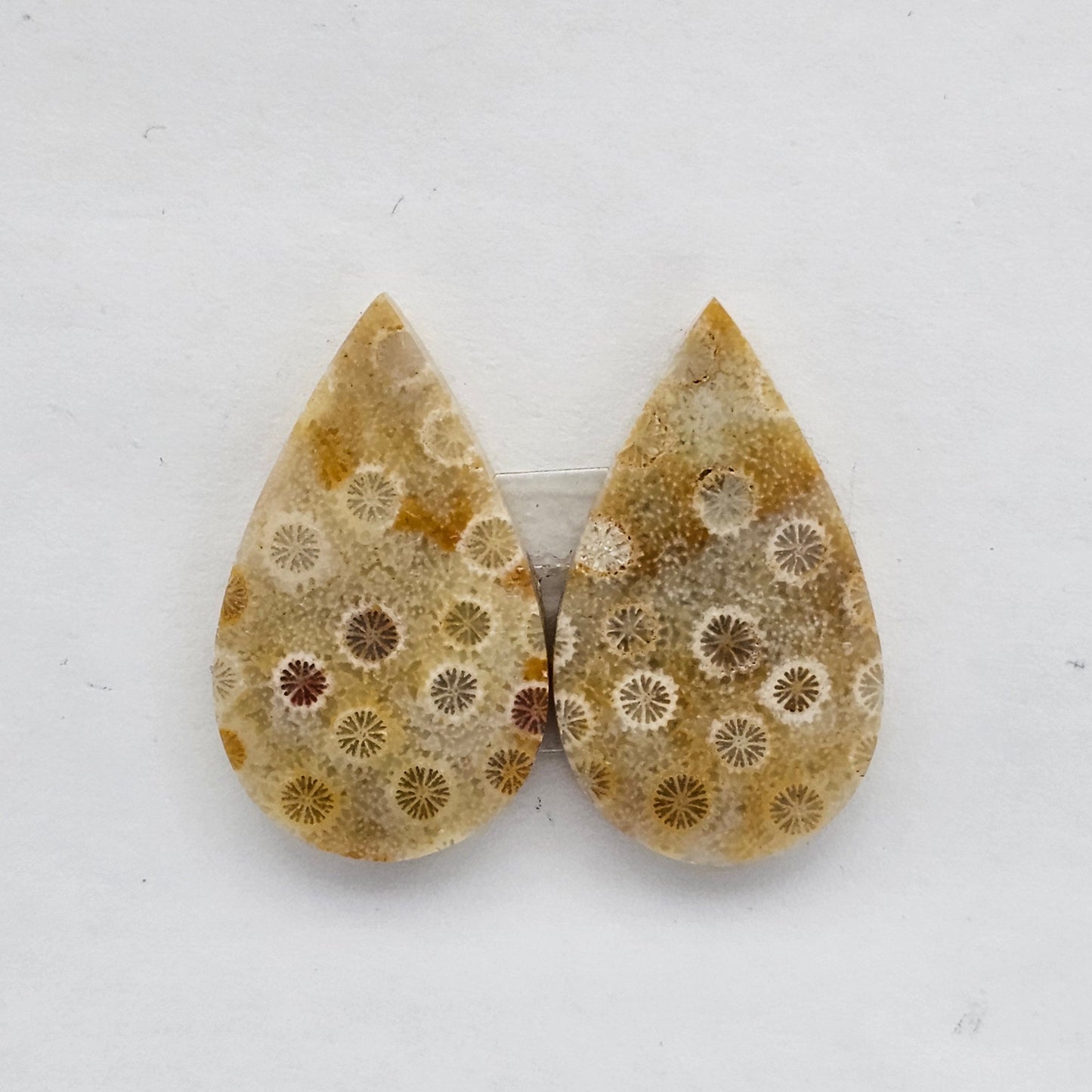 Fossilized Coral agate pair