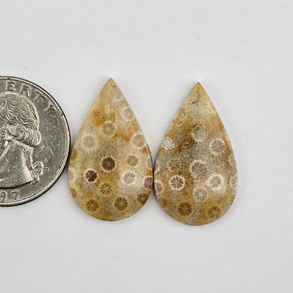 Fossilized Coral agate pair