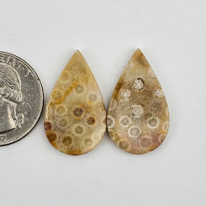 Fossilized Coral agate pair