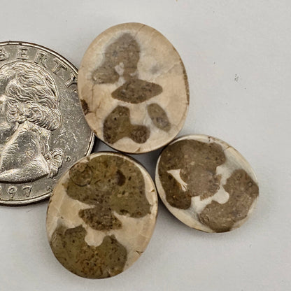Sand dollar fossil lot