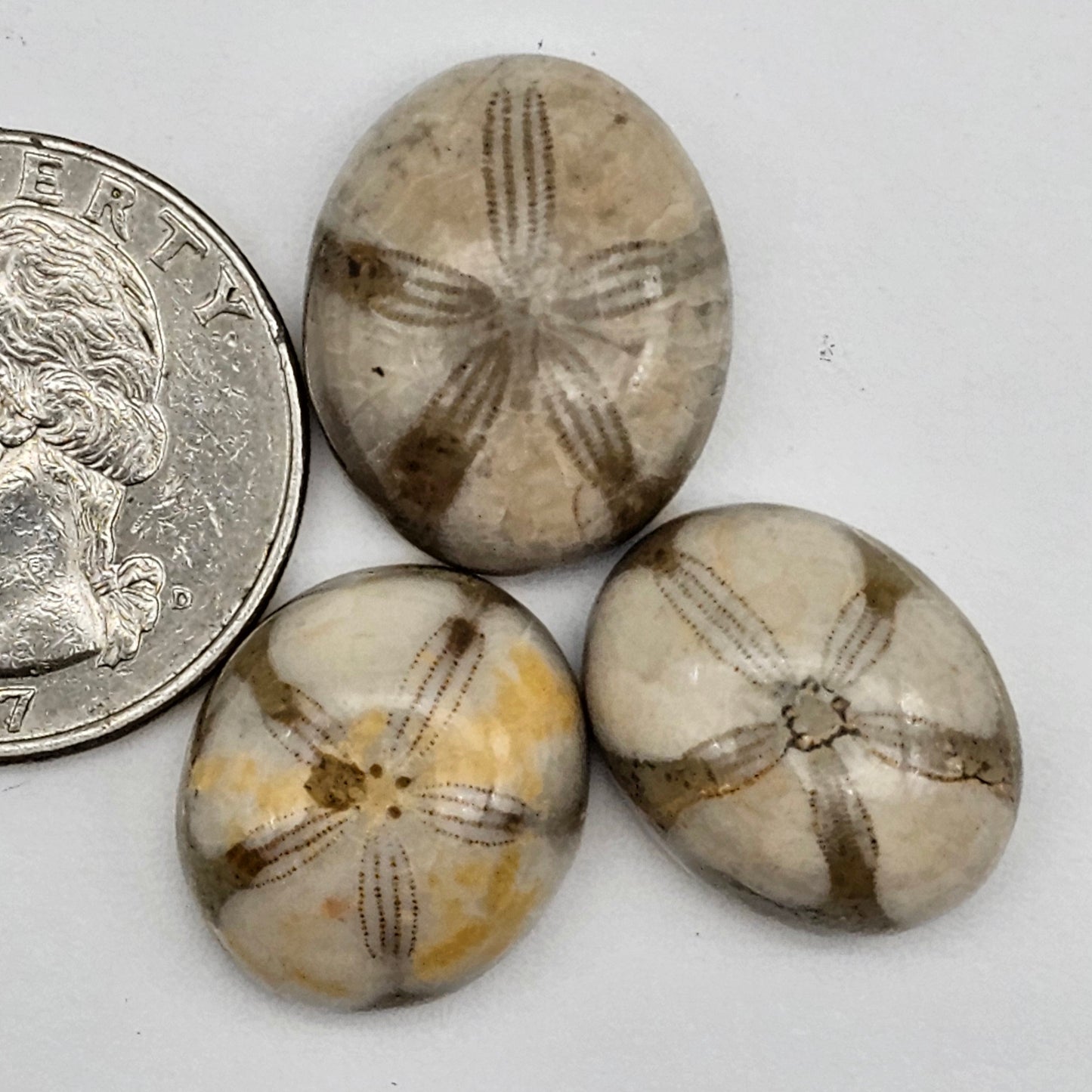 Sand dollar fossil lot