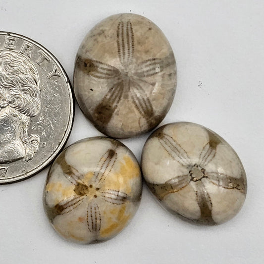 Sand dollar fossil lot