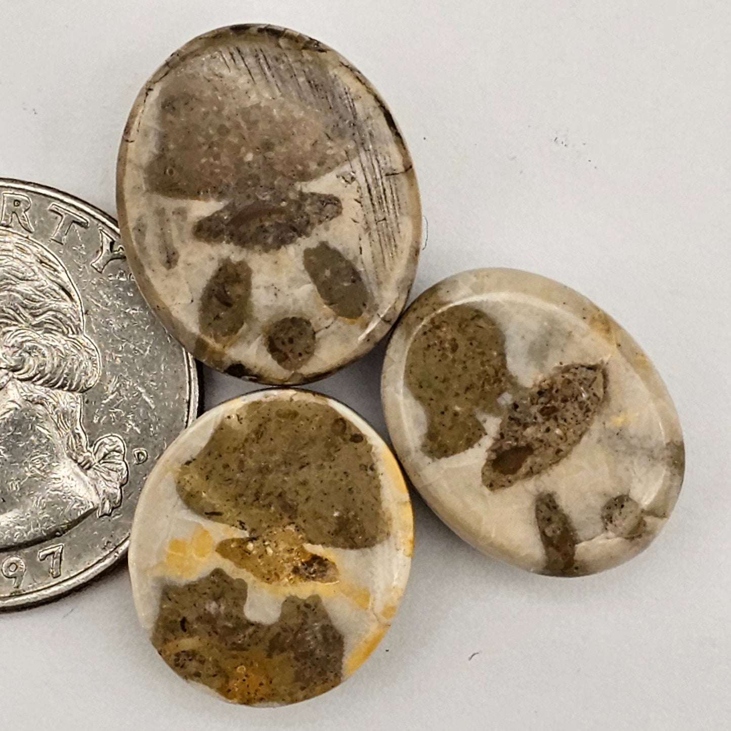 Sand dollar fossil lot