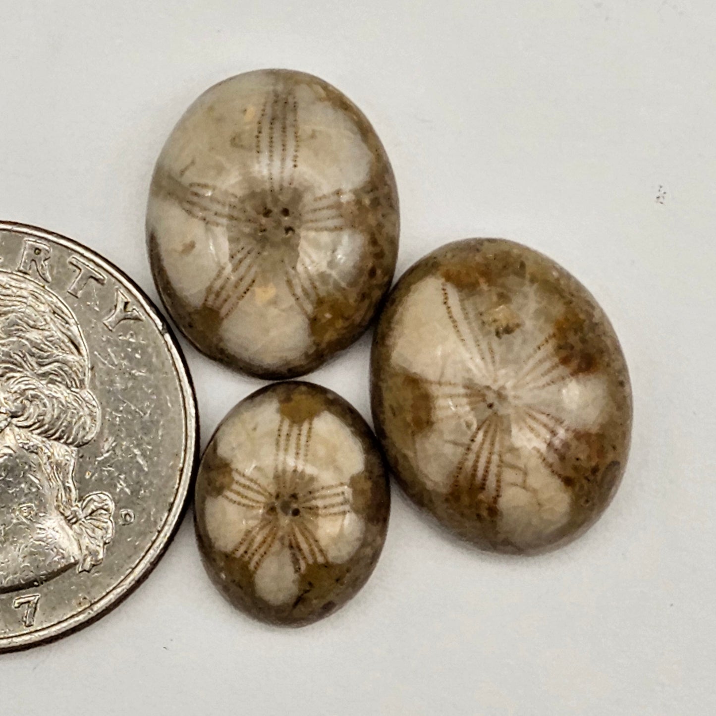 Sea Urchin (Sand Dollar) Fossil Cabochon lot of 3 – Rare Mexican Echinoid, Hand Polished