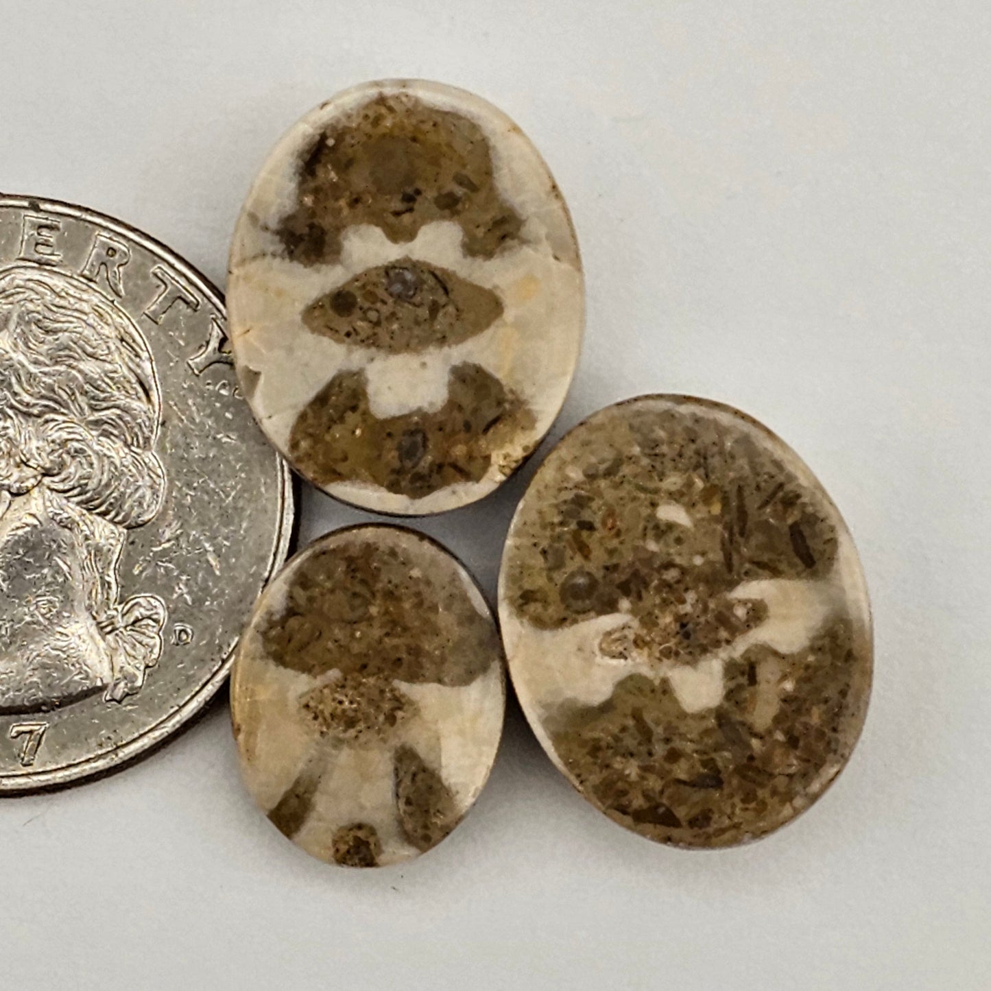 Sea Urchin (Sand Dollar) Fossil Cabochon lot of 3 – Rare Mexican Echinoid, Hand Polished
