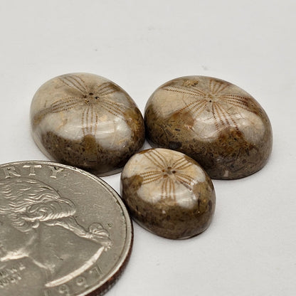 Sea Urchin (Sand Dollar) Fossil Cabochon lot of 3 – Rare Mexican Echinoid, Hand Polished