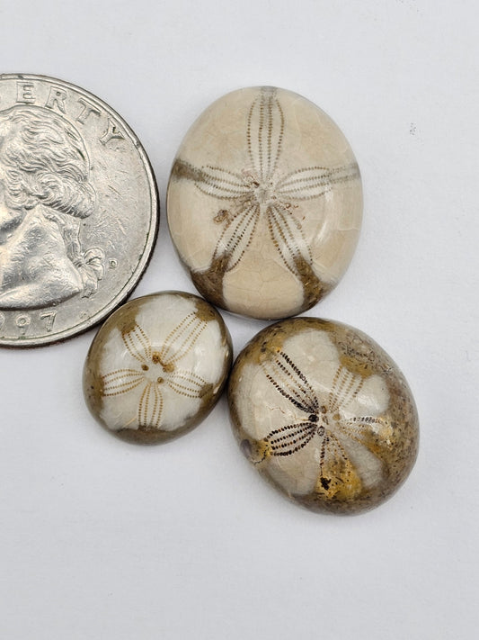 Sand dollar fossil lot