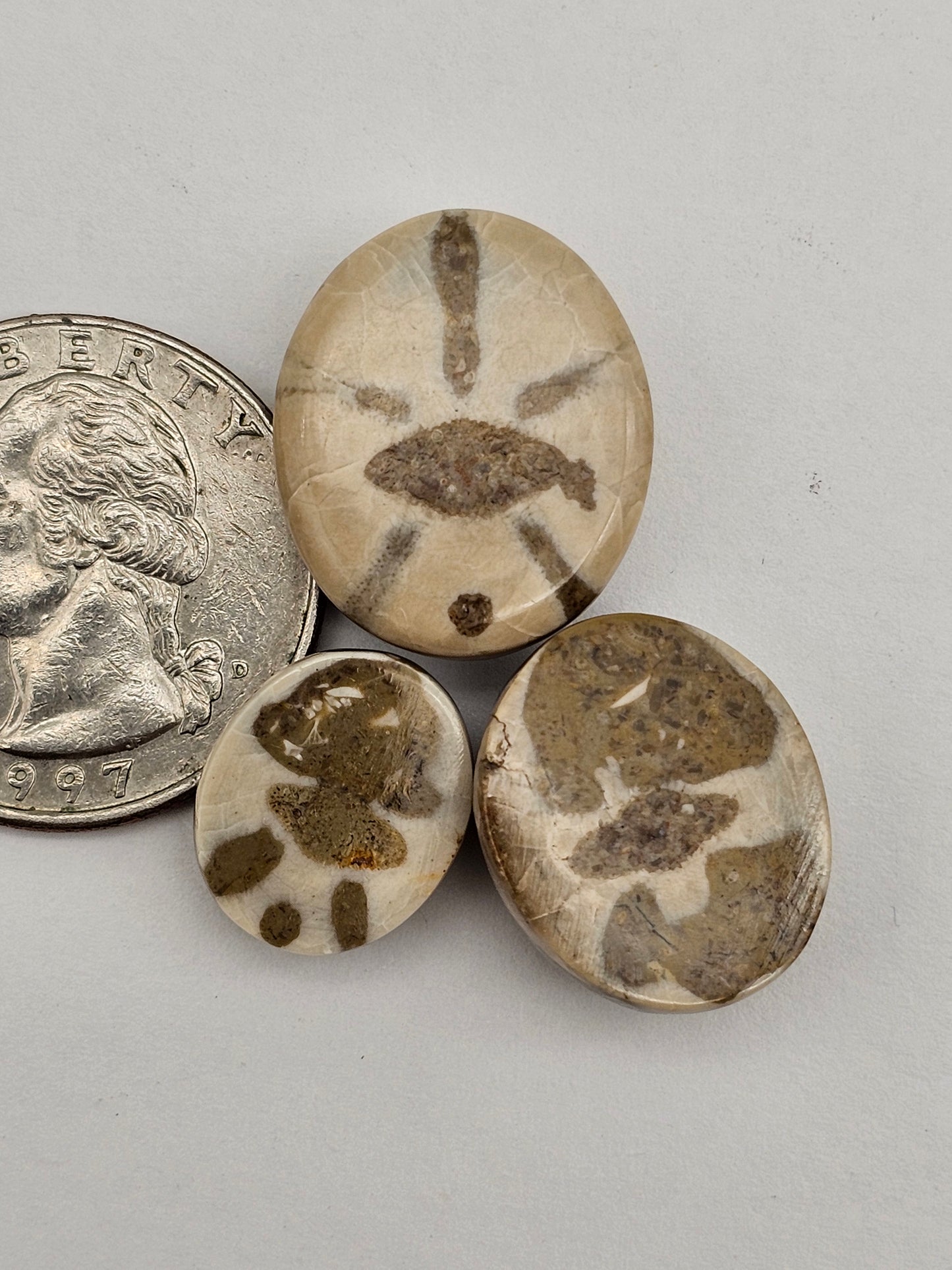 Sand dollar fossil lot
