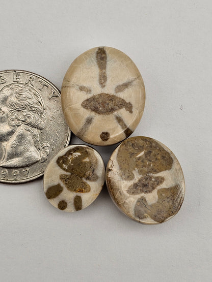 Sand dollar fossil lot