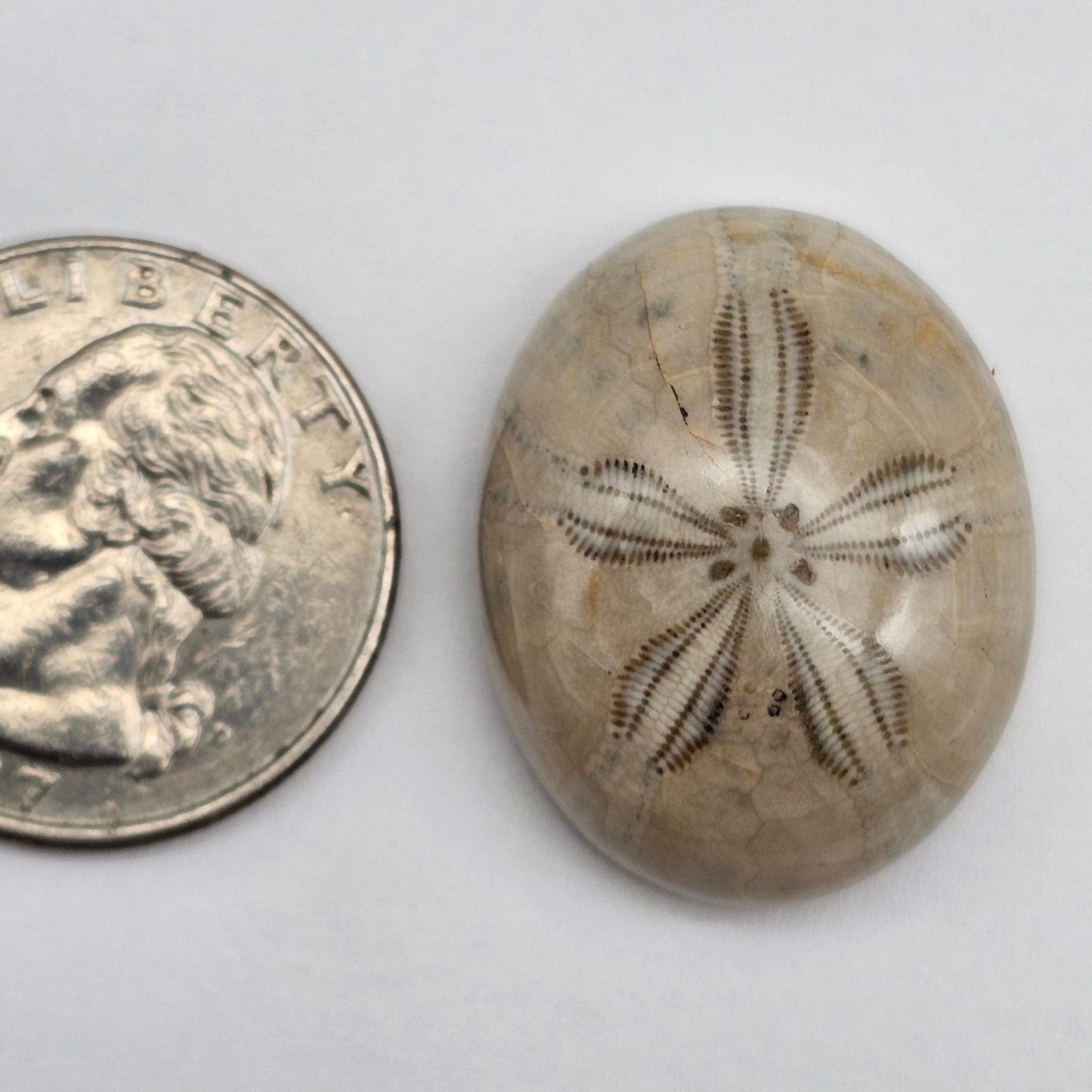 Sand Dollar fossil large