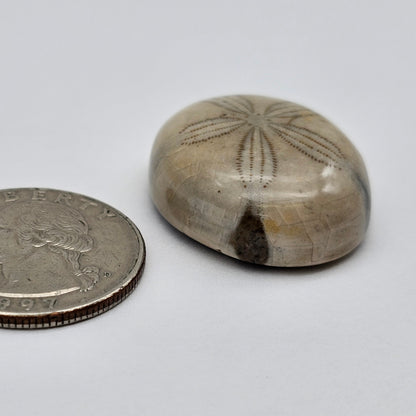 Sand Dollar fossil large