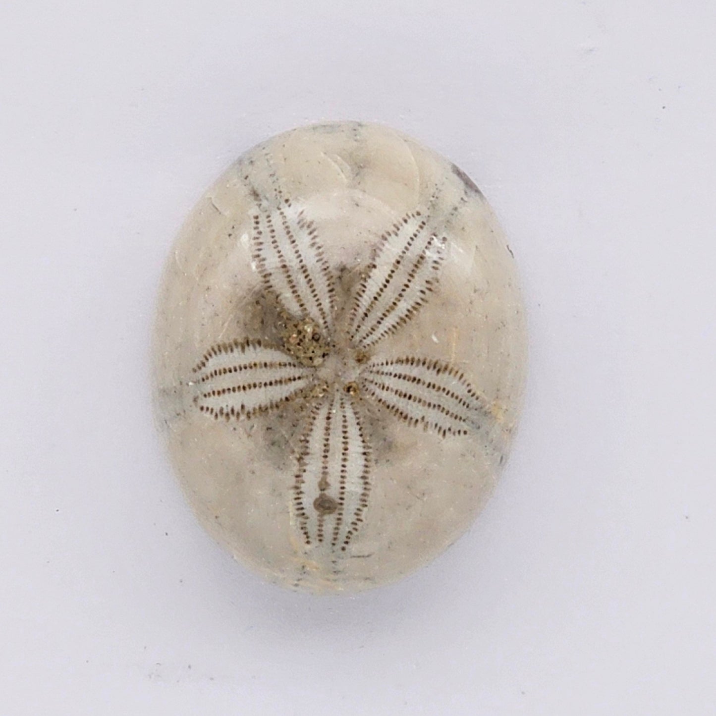Sand Dollar fossil large