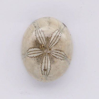 Sand Dollar fossil large