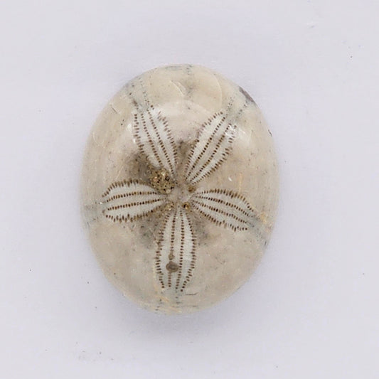 Sand Dollar fossil large