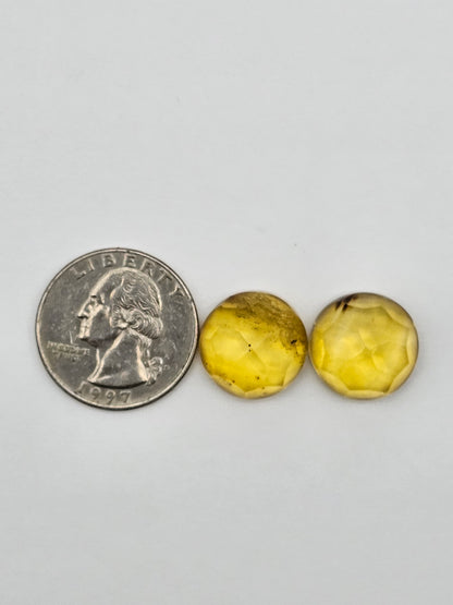 Amber authentic cabochon pair large