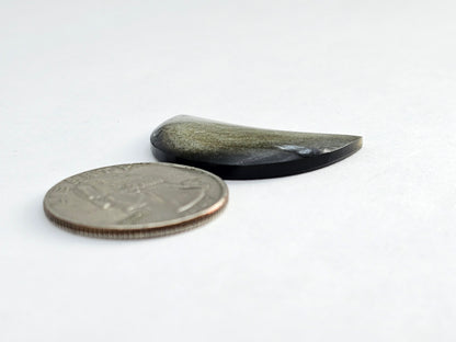 Gold Sheen Obsidian Moon Cabochon | Natural Mexican Obsidian for Metalsmiths