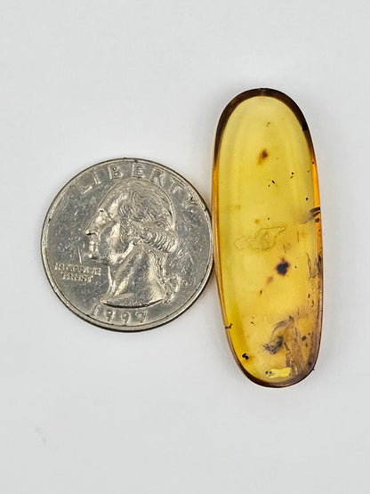 Real amber with insect inclusion