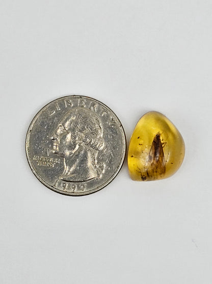 Real amber with insect inclusion