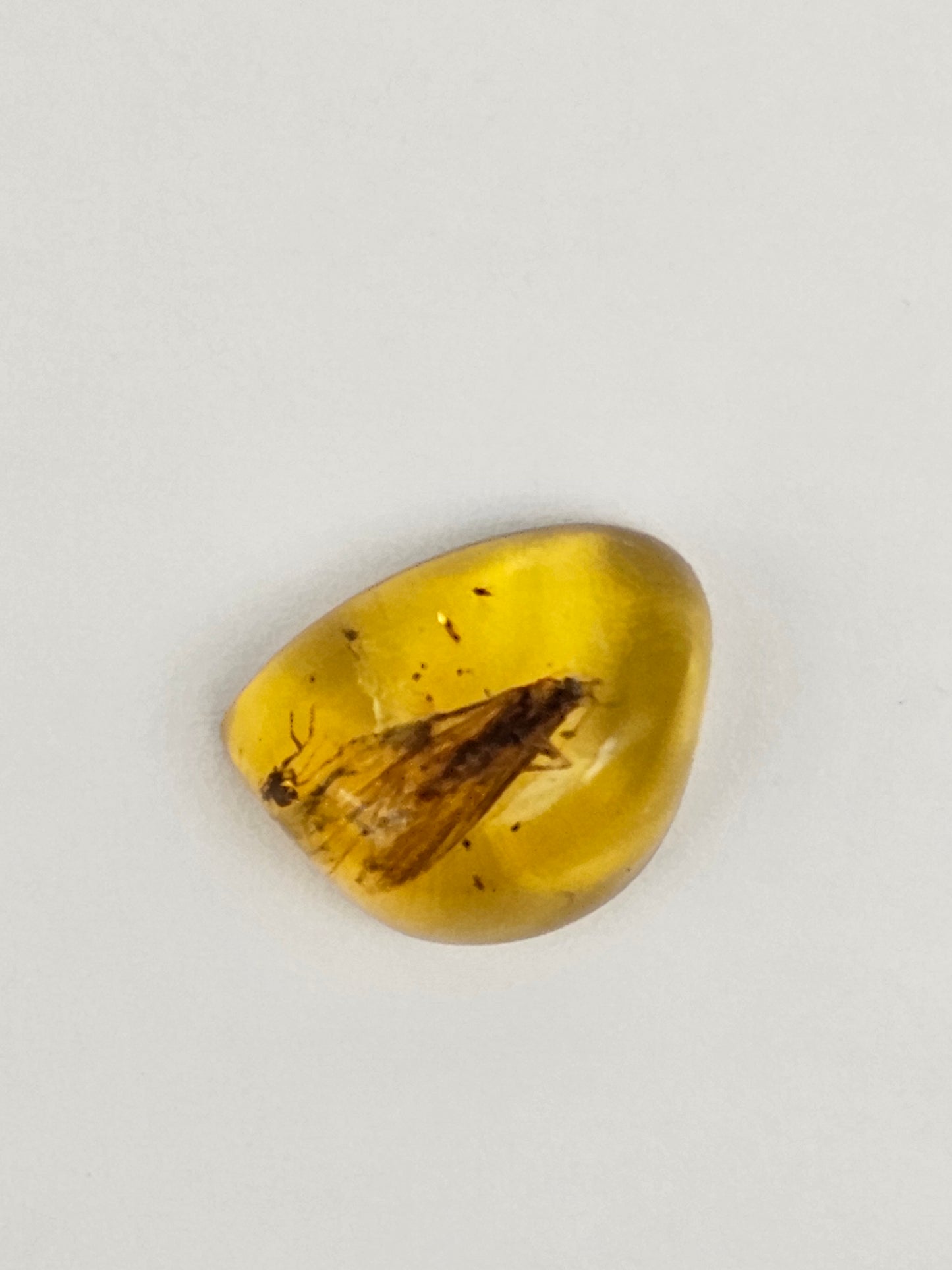 Real amber with insect inclusion