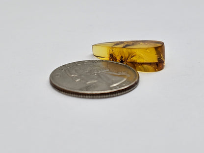 Real amber with insect inclusion